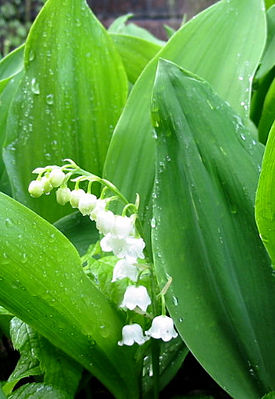 Kielo (Convallaria majalis)