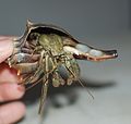 Hermit crab, possibly flat-clawed hermit crab Pagurus pollicaris, in a shell of knobbed whelk Busycon carica