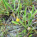 Walter's ground cherry (Physalis walteri Nutt.)