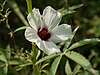 Hibiscus cannabinus