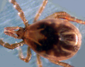 Ixodes scapularis (klíště jelení) – primární vektor lymské borreliózy na východě Severní Ameriky