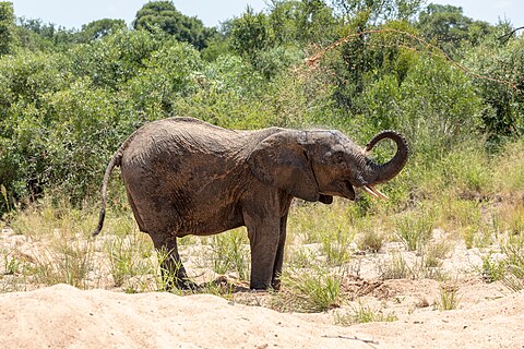 Elephant in Kruger National Park, Mpumalanga, South Africa