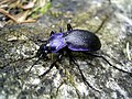 Carabus problematicus