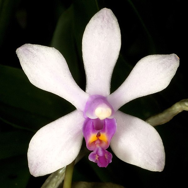 File:Phalaenopsis wilsonii Orchi 044.jpg