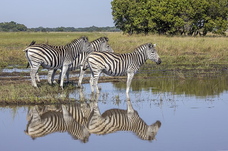 File:Plains zebras (Equus quagga) Maputo.jpg