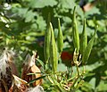 Seed pods