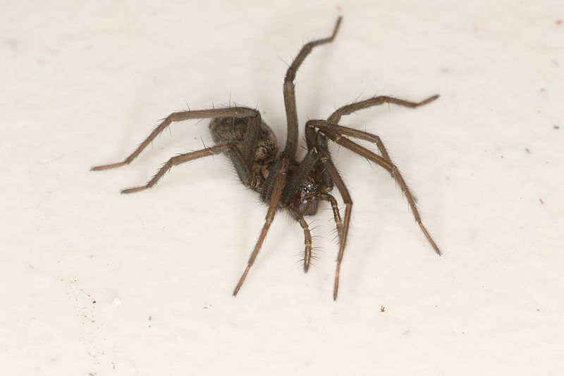 File:Tegenaria sp. (26455337372).jpg