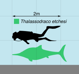 Thalassodraco