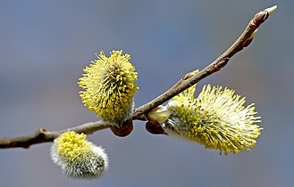 Willow catkins