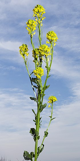 Barbarea vulgaris