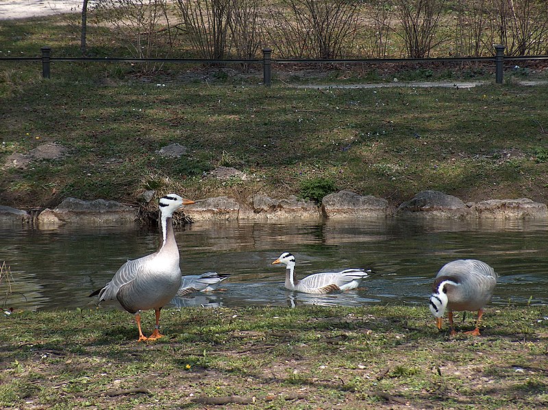 File:2007Englischer Garten7.jpg