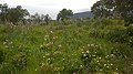 3/ à Bormes-les-Mimosas un 26 avril : Asphodelus albus + Lavandula stoechas + Cistus salviifolius + Pisum sativum, etc.