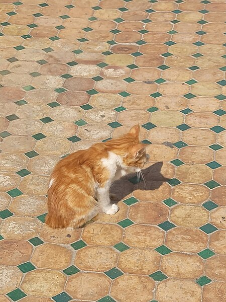 File:Cat in Rabat.jpg