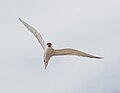 Common tern Sterna hirundo driving intruders away from the nest site