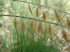 Dry grass spikelets