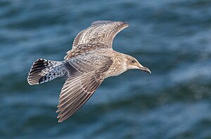 Джаш Larus argentatus чайка (Тексел айрымканны къаты, Нидерландла)