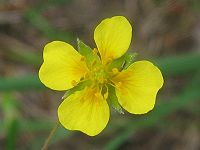 Potentilla erecta