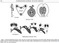 Fig. 5 Structures reproductrices des Caytoniales et des Glossopteris. Les illustrations supérieures montrent les Caytoniales comme ancêtres des Angiospermes, et les illustrations inférieures montrent les ancêtres des glossoptéridées.