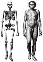 Homo erectus