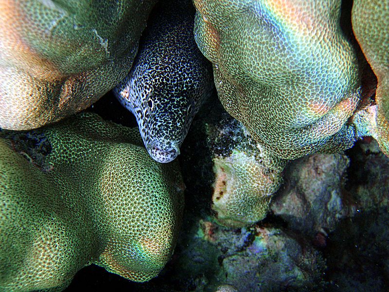 File:Underwater rainbow 4.jpg