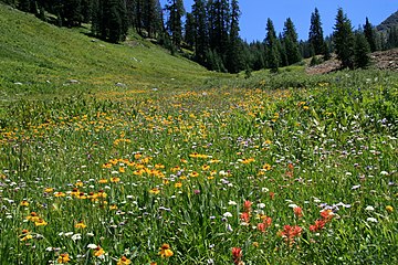 Flowers in meadow, Mineral King