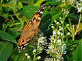 Vanessa cardui