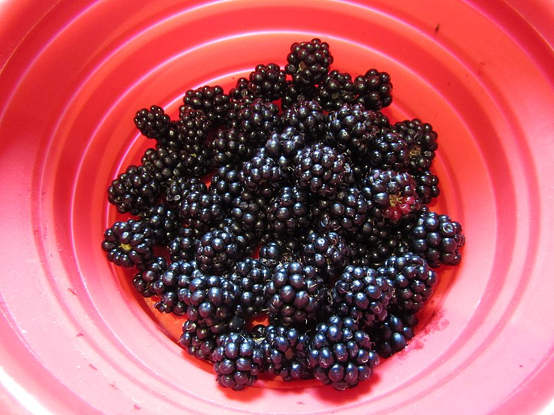 File:-2021-09-08 Foraged Blackberrys, Trimingham, Norfolk.JPG