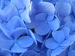 H. m. 'Nikko Blue' petals exhibiting the 'blueing' effects of aluminum sulfate solution