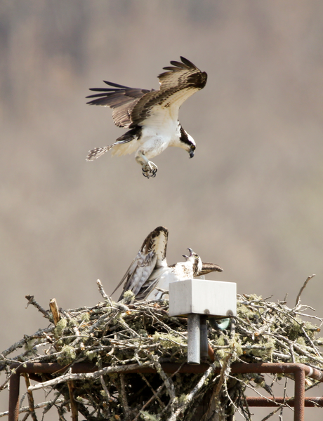 File:Ospreys at White Oak Lake (15516493654).png