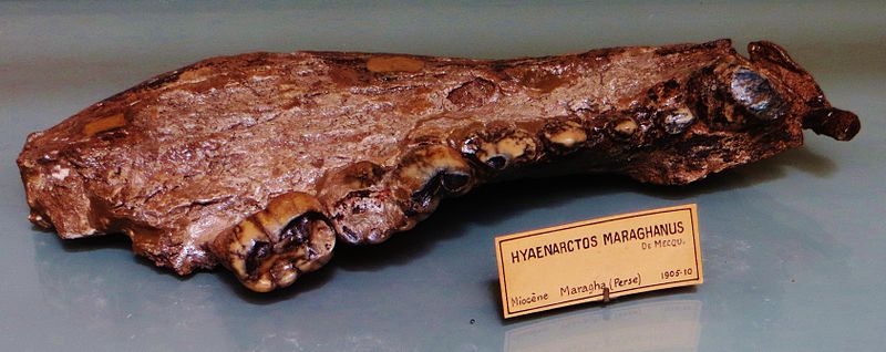 File:Agriotherium maraghanus mandible.JPG