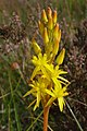 Bog asphodel