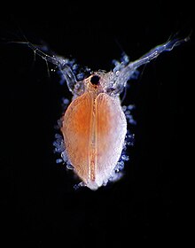 Ceriodaphnia.jpg