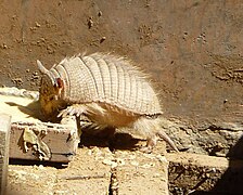 Español: Quirquincho Andino English: Andean Hairy Armadillo