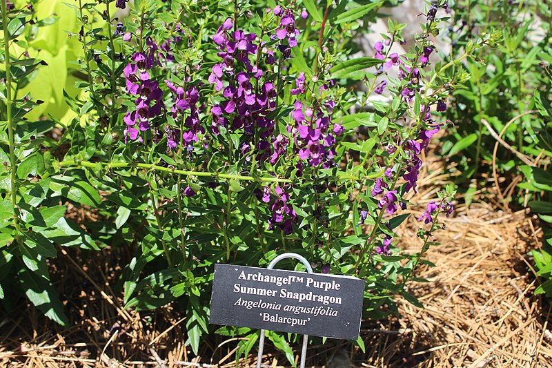 File:Coastal Georgia Botanical Gardens, Archangel Purple Summer Snapdragon Angelonia angustifolia 'Balarcput'.jpg