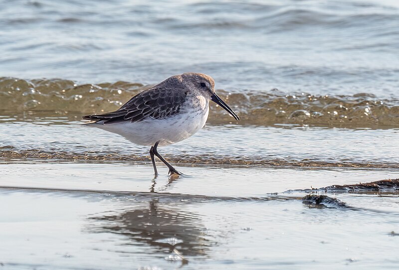 File:Dunlin on Plumb Beach (82255).jpg