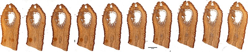 File:Euborlasia nigrocincta (YPM IZ 075394) 025.jpeg