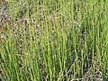 Equisetum ramosissimum