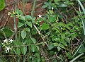 Jasminum auriculatum în pădurea Talakona, în Districtul Chittoor din Andhra Pradesh, India.