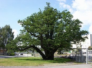 Kungseken vid Värtaelverket i februari 2012 och augusti 2012.