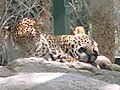 Leopards at Bannerghatta National Park