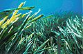 Posidonia oceanica