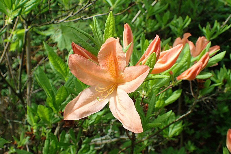 File:Rhododendron molle kz03.jpg