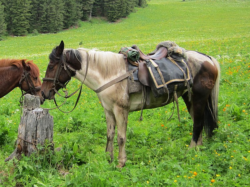 File:Saddled Altai horse.jpg