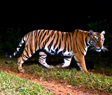 Tiger at Simlipal National Park