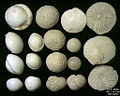 Foraminifera của đảo Pag, Adriatic Sea -60 m. Bề rộng = 5,5 mm.