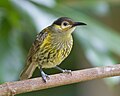 English: Macleay's Honeyeater (Xanthotis macleayanus, cat.)