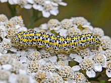 Noctuidae - Cucullia tanaceti.jpg