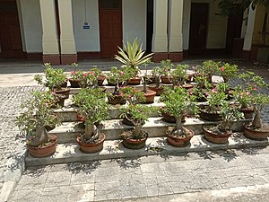 Group of plants at the campus of Ramakrishna Mission Vidyamandira in West Bengal, India.