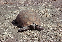 Burmese brown mountain tortoise lying on ground - DPLA - daa6b6f3a103cbf337c8a237b2ec5a2a.jpg