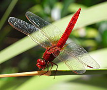 2011 Feuerlibelle